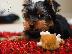 PoulaTo: PERRITOS DE YORKSHIRE